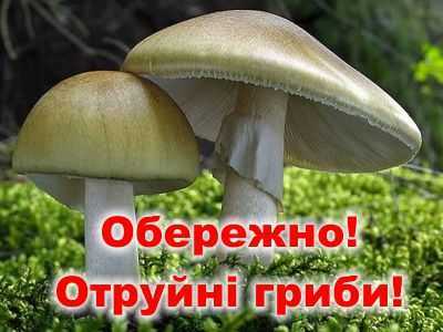 Отруєння грибами: профілактика та перша допомога Отруєння грибами: профілактика та перша допомога