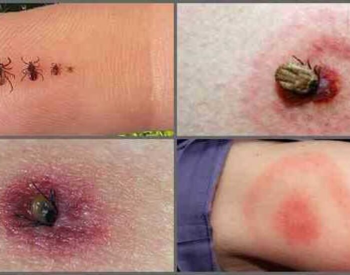 zobrazhennia_viber_2025-06-06_10-15-21-556